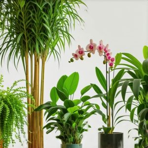 Biljne Oaze: 5 vrsta biljaka za poseban ugođaj u vašem domu