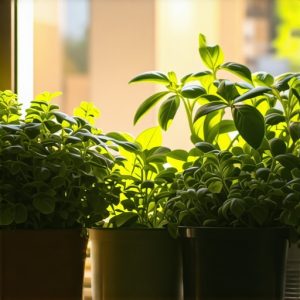 DIY unutrašnji vrt za začinsko bilje: Brzi vodič za početnike