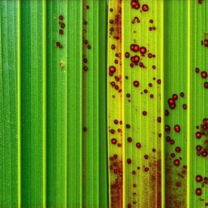 Prepoznavanje bolesti biljaka: Brza dijagnostika i prirodni načini lečenja