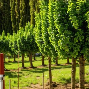 Voćnjak iz snova: DIY vodič za uspešnu sadnju voćaka u 2024.