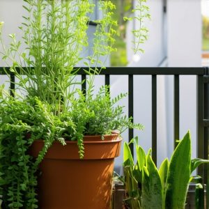 3 greške kod bašte na balkonu zbog kojih vam biljke venu